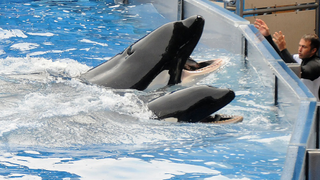 <em>Blackfish</em> Convinces Musical Acts to Cancel SeaWorld Performances